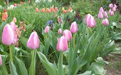 tulipán kertek és parkok