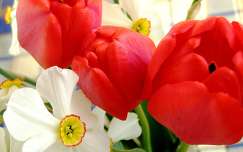 Tulipán és nárcisz
