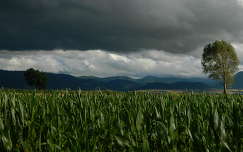 fa gabonaföld felhő kukoricaföld