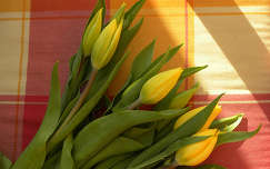 tulipán tavaszi virág virágcsokor és dekoráció