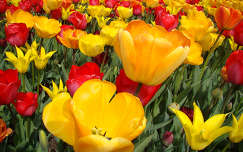 tulipan mezo