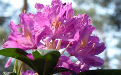 rododendron, /jeli-arborétum