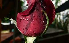 Vízcseppes rózsa