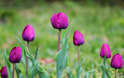 tulipán (Tulipa)