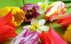 Virágkompozició - nárcisz és tulipán