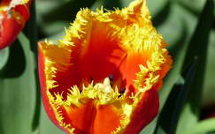 Tulipán Zalátán