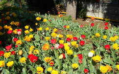 tulipán kertek és parkok