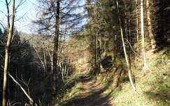 út erdő