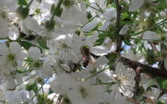 virágzó fa méh rovar