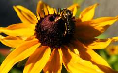 kúpvirág nyári virág méh rovar