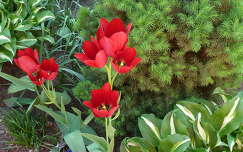 Csoportos tulipán