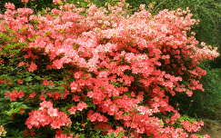 rododendron