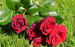 névnap és születésnap nyári virág virágcsokor és dekoráció rózsa