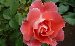 Koszter rózsa