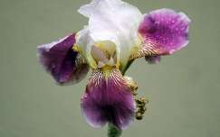 kerti nőszirom (Iris germanica), eső után