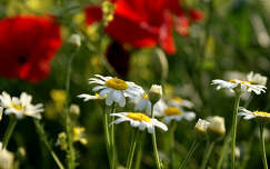 nyári virág címlapfotó margaréta