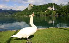Szlovénia Bled