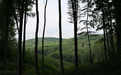 fa hegy erdő