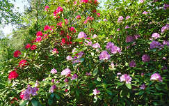 Rhododendron - Jeli Arborétum