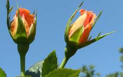 bimbó névnap és születésnap nyári virág rózsa