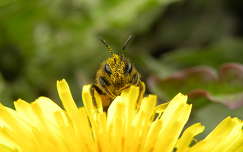 szorgos méh