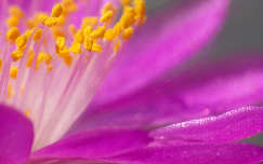 Kaktusz - Mammillaria roczekii virága