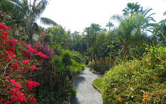 tenerife spanyolország kanári-szigetek bougainvillea pálma kertek és parkok