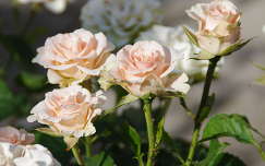 Rózsaszín rózsák csokorban