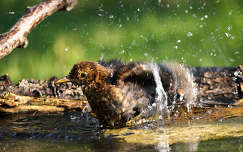 címlapfotó madár nyár vízcsepp rigó