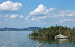 balaton nád tó magyarország nyár vitorlás