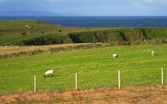 kerítés tenger juh háziállat írország