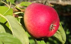 gyümölcs alma
