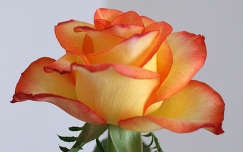 névnap és születésnap nyári virág címlapfotó rózsa