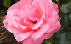 Rózsaszín rózsa :)