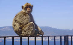 gibraltár makákó majom
