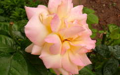 Gloria Dey rózsa