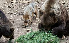 Magyarország, Budakeszi, Vadaspark, barna medve (Ursus arctos) és európai szürke farkas (Canis lupus lupus)