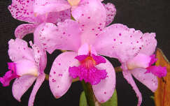 orchidea trópusi virág vízcsepp