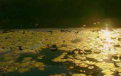 fény levél tavirózsa tó