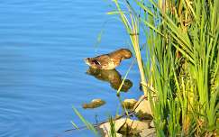 kacsa vizimadár tükröződés tó nyár