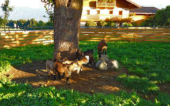 Kecske család,Tirol