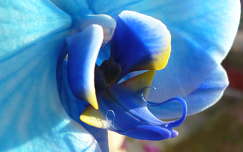 Kék színű orchidea