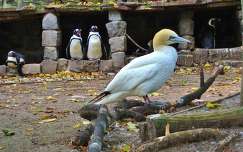 Amsterdam, Artis Zoo, Jan van Gent vogel en een paar Pingu
