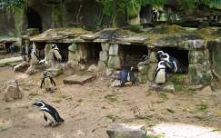 Artis Zoo, Amsterdam, The Penguins   Appartementen    