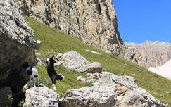 Jatszo kecskegidak az Olasz Alpokban