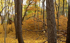 ősz fa erdő