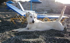 Serdülő labrador, Kréta déli partján.