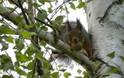 gyümölcs dió mókus címlapfotó