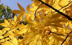 Sárga ősz