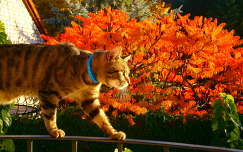 ősz macska